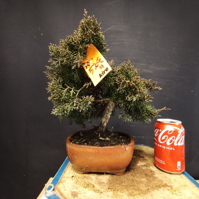 juniperus chinensis kishu 4