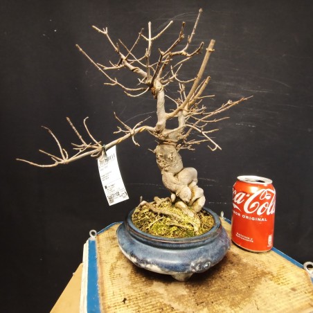 Acer Buerguerianum 1