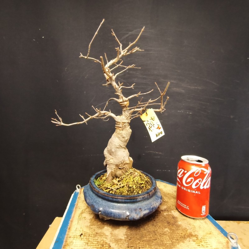 Acer Buerguerianum 2