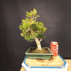 Buxus Harlandii 2