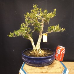 Buxus Harlandii 3