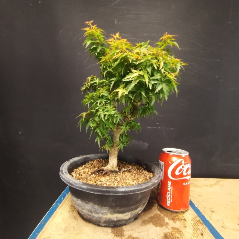 Acer Palmatum Shishigashira 1