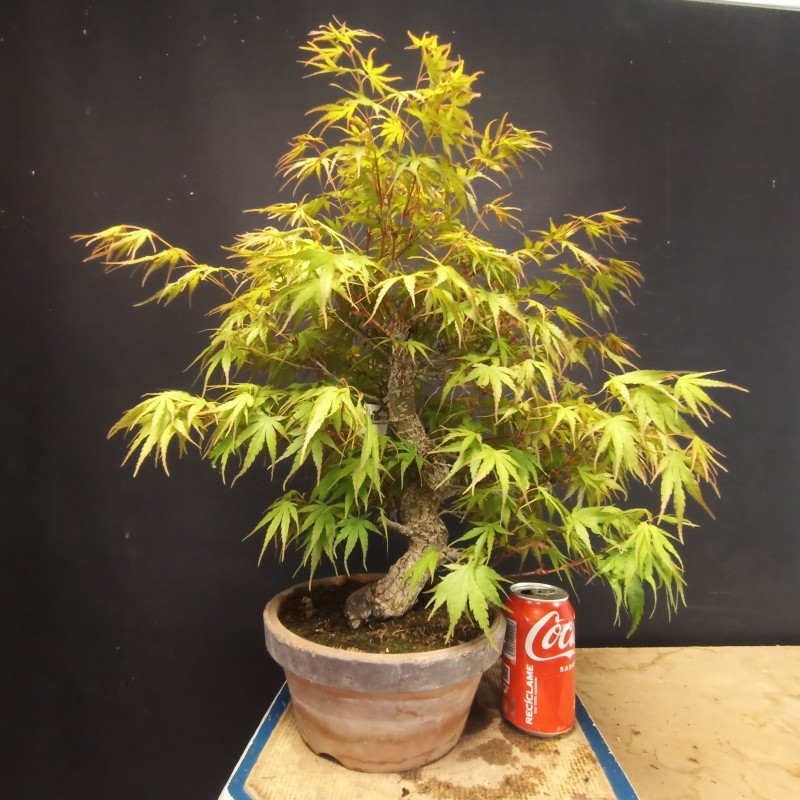 Acer Palmatum Arakawa 1