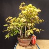 Bosque acer palmatum yamamomiji 1