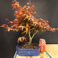 Acer Palmatum deshojo 3