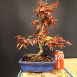 Acer Palmatum Deshojo 4