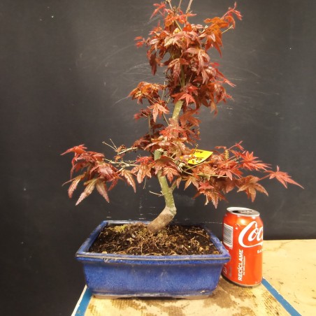 Acer Palmatum Deshojo 4