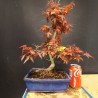 Acer Palmatum Deshojo 4