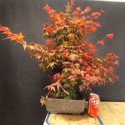 Acer Palmatum deshojo 3