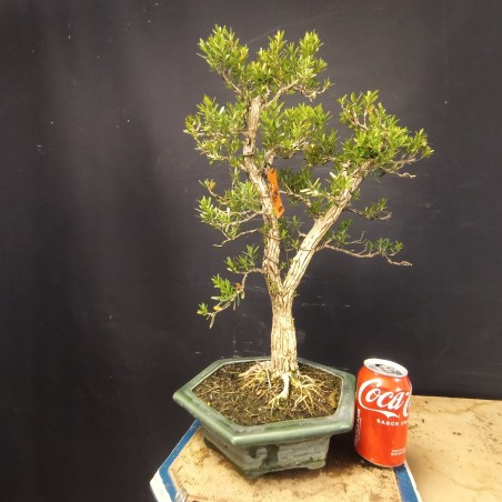 Buxus Harlandii 1
