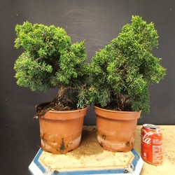 juniperus chinensis kishu grande (se envia al azar)