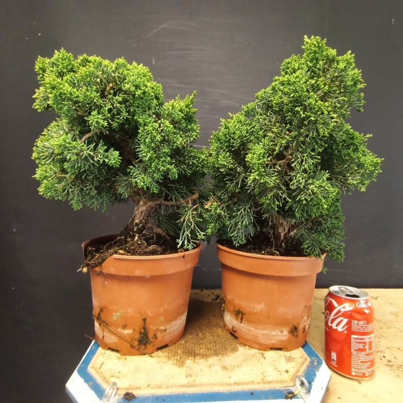 juniperus chinensis kishu grande (se envia al azar)