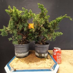 juniperus chinensis kishu mediano (se envia al azar)