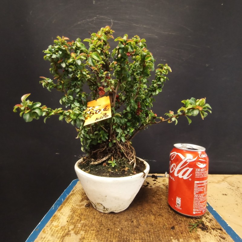 Chaenomeles 2