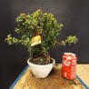 Chaenomeles 2
