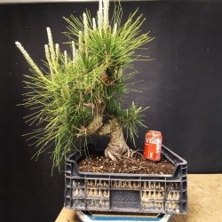 Pinus Tumbergii 2