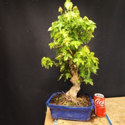 Acer Buerguerianum 1