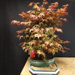 Acer Palmatum Deshojo 4