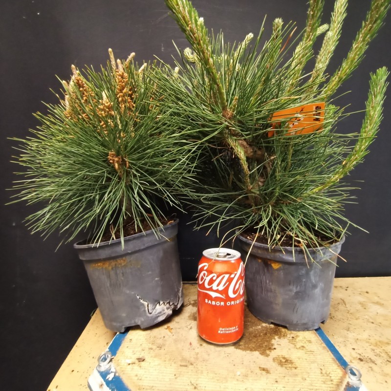 Pinus Tumbergii (se envia uno al azar)