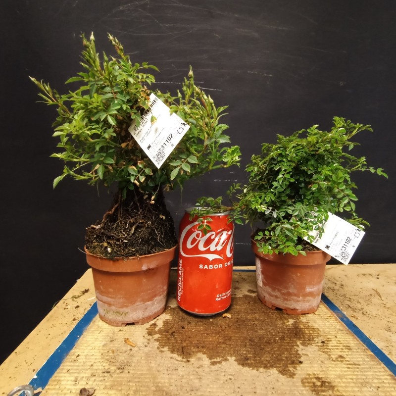 Rosal (se envia una al azar)