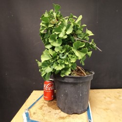 Ginkgo biloba 3