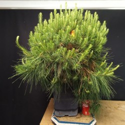 Pinus Halepensis 3