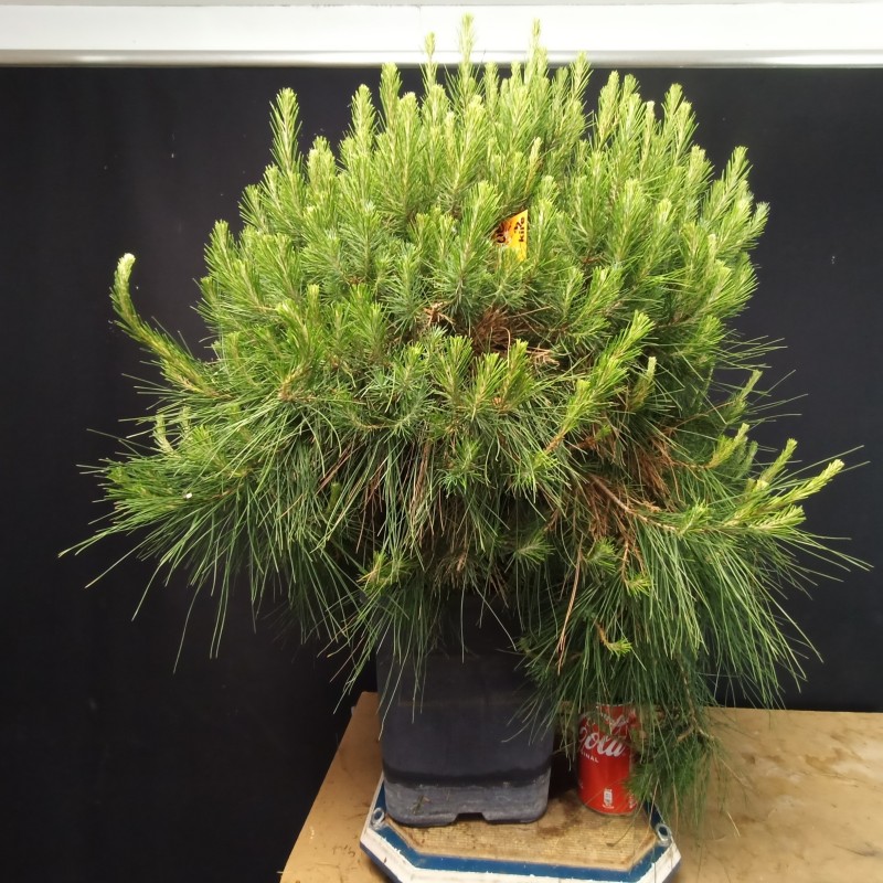 Pinus Halepensis 3