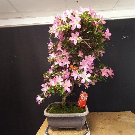 Azalea 1