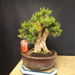 Buxus Harlandii 2