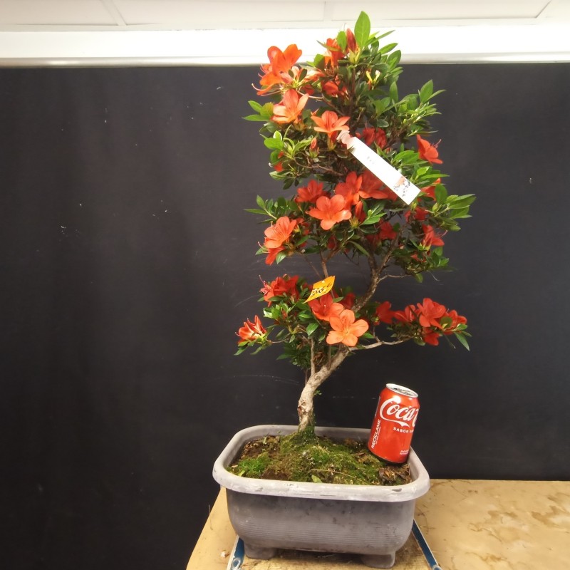 Azalea 3