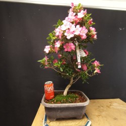 Azalea 4