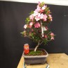 Azalea 4