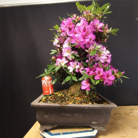 Azalea 5