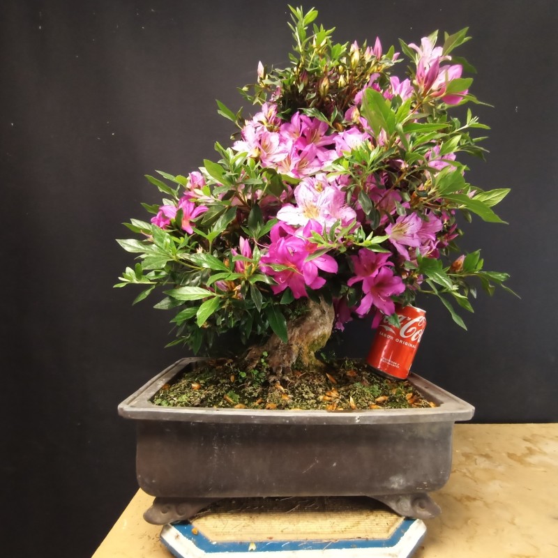 Azalea 6
