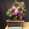 Azalea 6