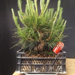 Pinus Tumbergii 2