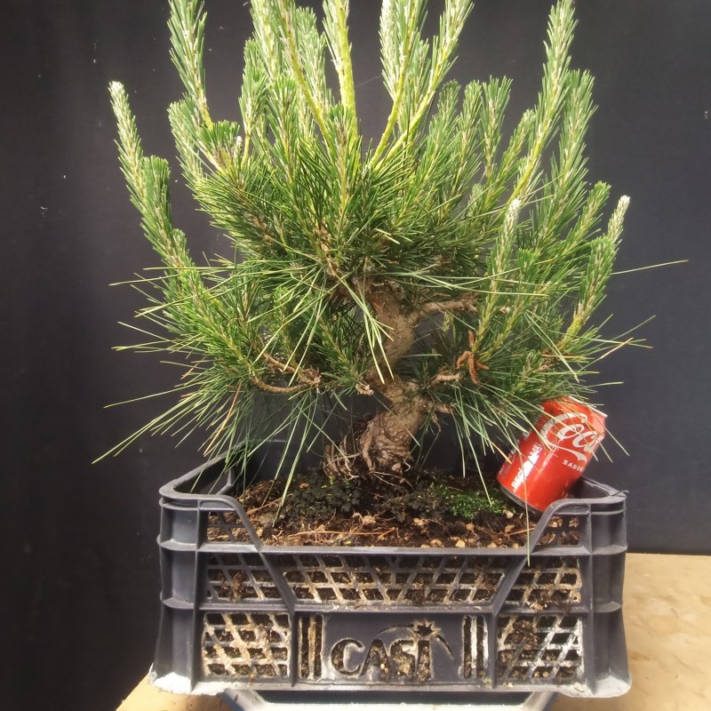 Pinus Tumbergii 2