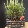 Pinus Tumbergii 2