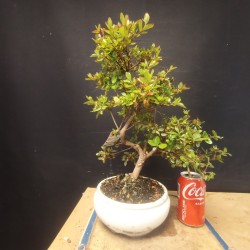 Azalea 5