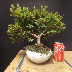 Azalea 6