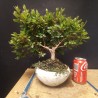 Azalea 6