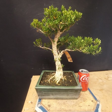 Buxus Harlandii 3