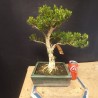 Buxus Harlandii 3