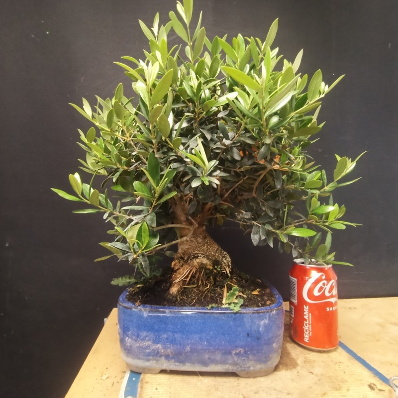 Olivo 3
