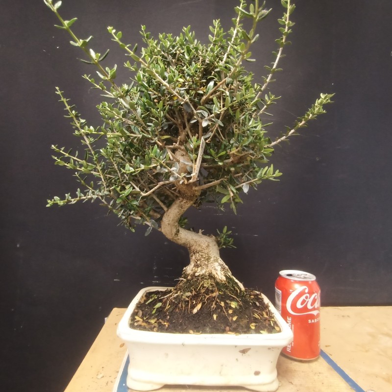 Acebuche 5