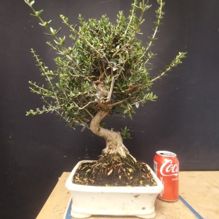 Acebuche 5