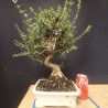 Acebuche 5
