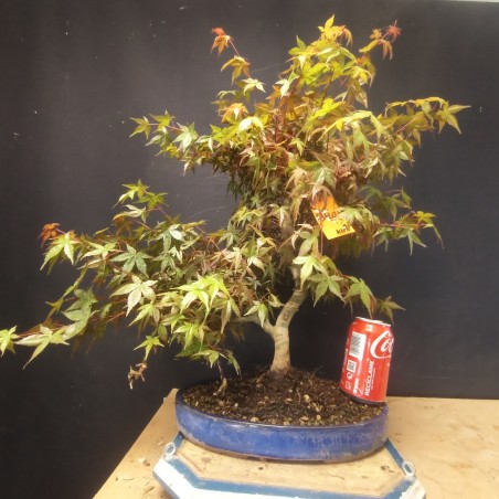 Acer Palmatum Deshojo 1