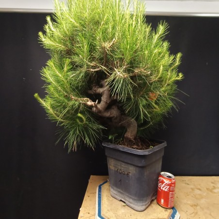 Pinus Halepensis 1