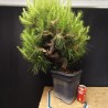 Pinus Halepensis 1